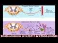 Somatic and autonomic nerves 82014 by dr khaled a abulfadle