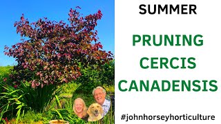 HOW TO PRUNE CERCIS CANADENSIS  SUMMER PRUNING OF 'MERLOT'