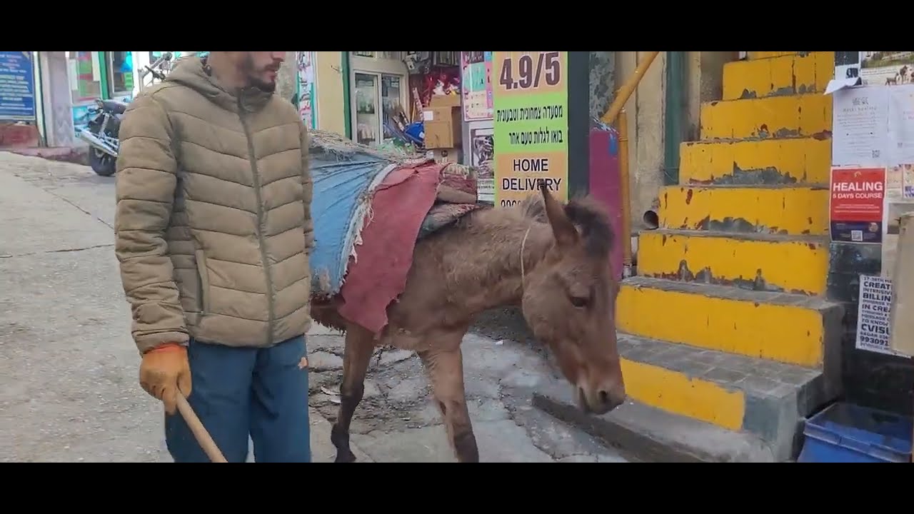 צפון הודו - דרמסלה - הליכה ברגל למרכז המדיטציה 