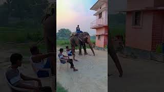 i love 💞💞💞 Good morning sir please following detail $#@ elephant beautiful ❤️❤️❤️❤️❤️❤️❤️❤️❤️