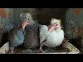 HOW TO FIND MALE AND FEMALE PIGEONS ? - SIMPLE WAY TO FIND MALE AND FEMALE - TAMIL Mp3 Song