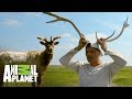 Elks cambian sus cuernos una vez al año | Wild Frank en California | Animal Planet