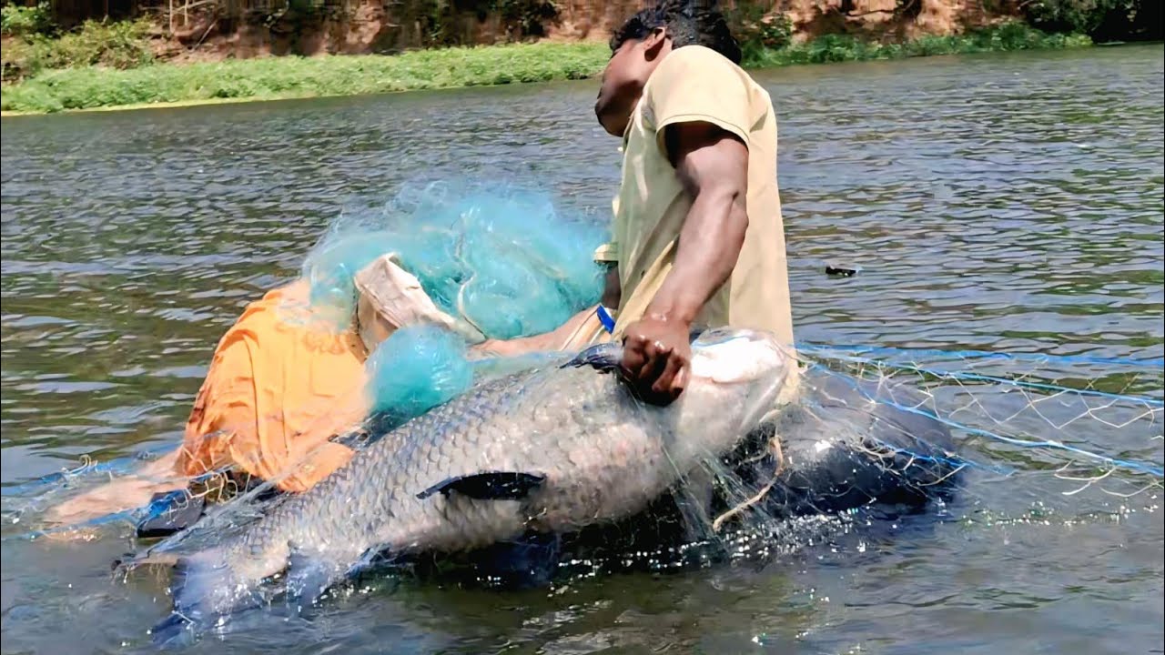 पहिल्यांदाच🤭इतके मोठे मोठे🐠मासे जाळ्यामध्ये मार्केटला आई आली4मोठे मासे😀भेटले7किलो पासून20किलो🤭पर्यंत