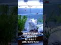 #猫 #動物 #ペット #ばずれ #水槽 #日本 #職人 #手作り