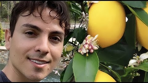 How To Grow Meyer Lemon Tree in Containers