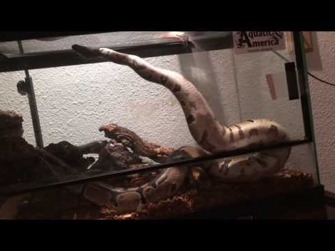 Hayze the 4.5 Foot Ball Python Showing off some Muscle and Suprisingly being Very Active Tonite