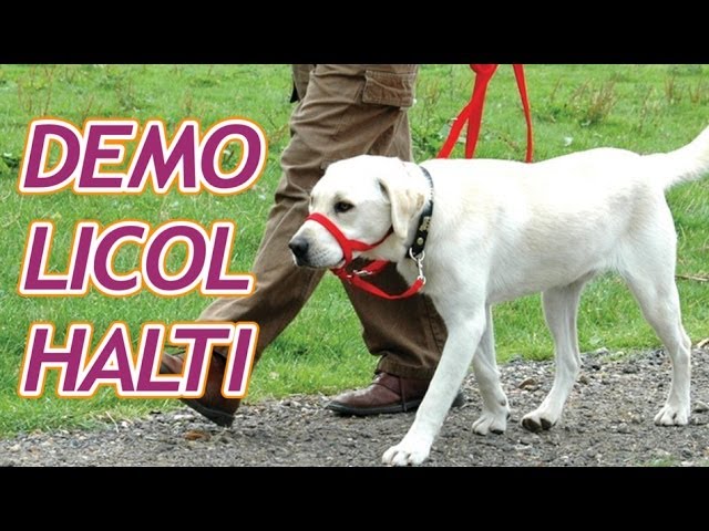 Démonstration du licol HALTI pour empécher votre chien de tirer sur sa  laisse - YouTube