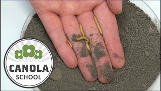 Canola School: Cutworm, the buffet feeder