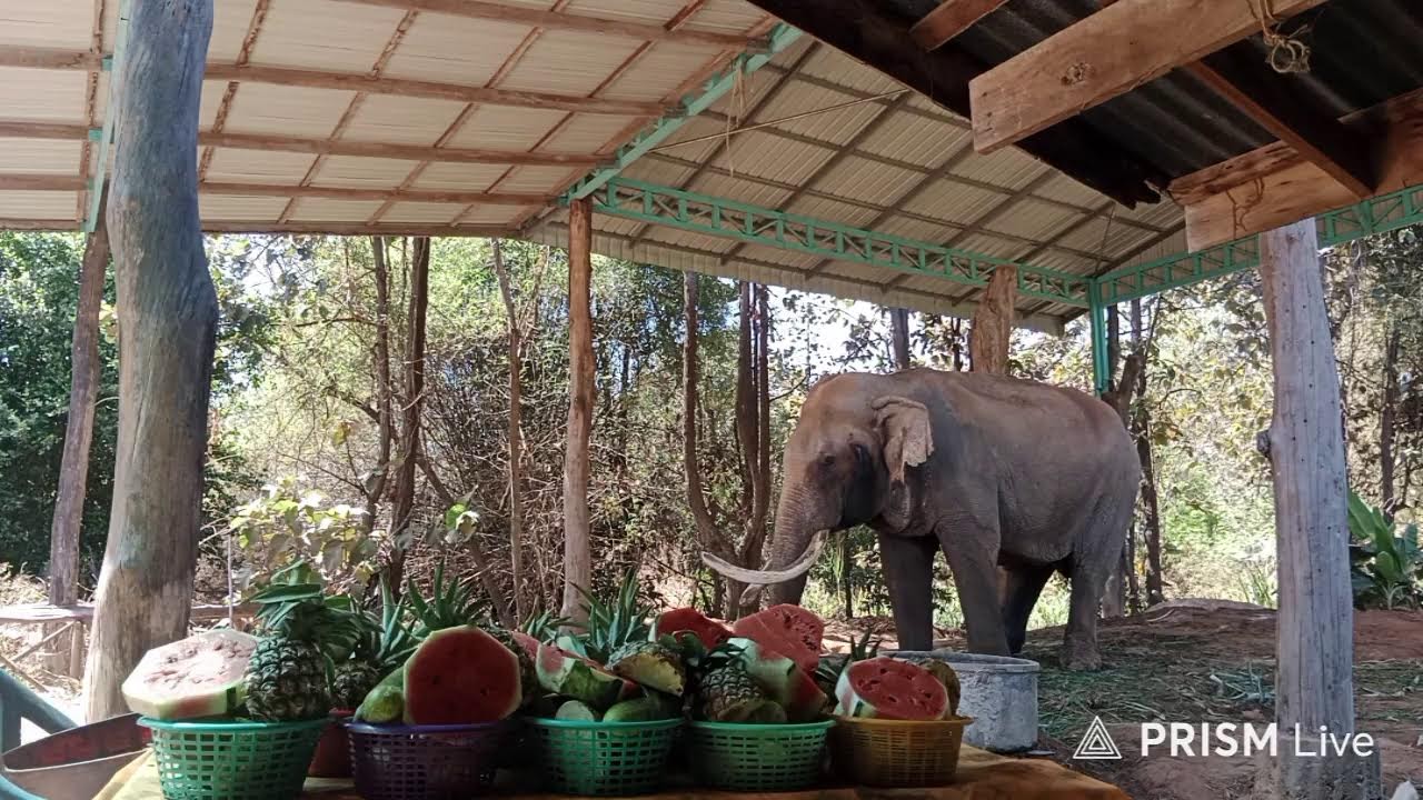 เงียบมากๆเลยจ้าผลไม้เหลือทุกวันเลย🍌🍉🍍🐘