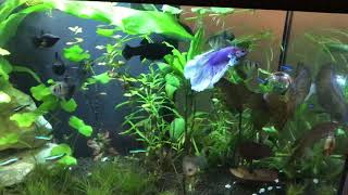 betta fish with gourami