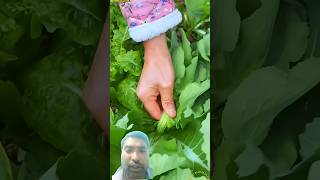 bus ak bar khao hmesa yad rakhoge 😭 #farming#devcommunity #shortsvideo#shortvideo#garden#vegetables