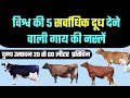 विश्व की 5 सर्वाधिक दूध देने वाली गाय की नस्लें | Jersey cow | hf cow | brown Swiss cow