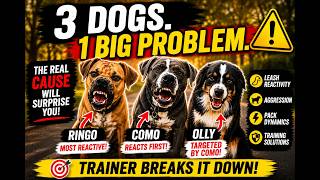 Reactive Dogs, Aggression & Pack Dynamics, Dog Reactivity, Redirected Aggression & Multi-Dog Tension