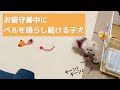 子犬のお留守番を隠し撮りしてみたら、ずっとベルを鳴らしてました。【ポメラニアンの子犬とアラサー独身男性の日常】