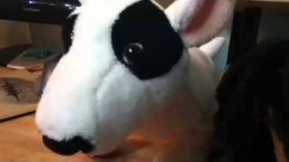 Adopting The Bull Terrier Part 1