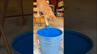 Have You Ever Seen Bluefunny cat fyp