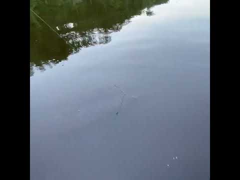 🐠Рыбалка на реке Мста 🐠￼