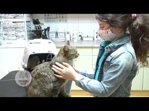 Video: Cat Moles & Skin Tagy