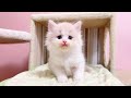 【マンチカンの子猫】子猫を捕まえて見てみようとした件 ～猫のいる生活Vol.1080～出産動画 マンチカン短足・ミヌエット・ペルシャ猫専門ブリーダー『ペット蔵人』【子猫の成長記録】