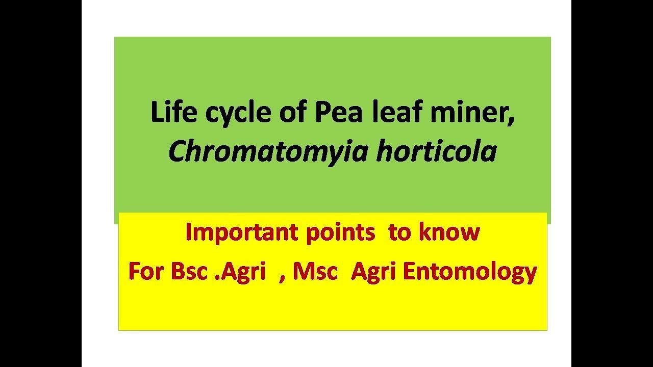 Life cycle of Pea leaf miner, Chromatomyia horticola