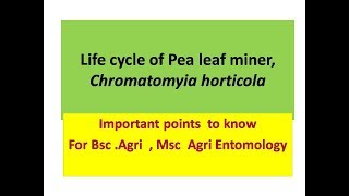 Life cycle of Pea leaf miner, Chromatomyia horticola