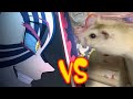 猗窩座VSハムスター(ｷﾇｹﾞﾈｽﾞﾐ)www【鬼滅の刃】注)ﾅﾀﾊﾞﾚ