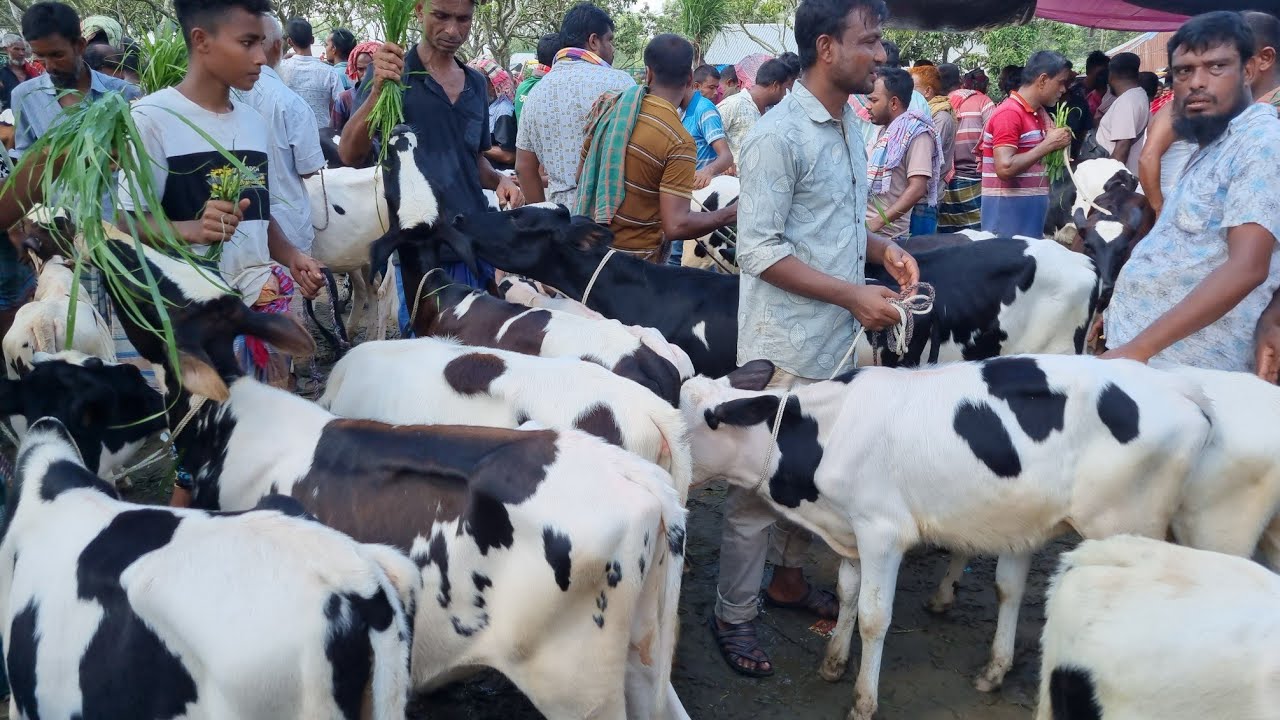 @আজ২৯ সেক্টেম্বর ২৫ | আমি নিজেই একটা নিলাম! ফ্রিজিয়ান বকনা বাছুর গরুর দাম | রানীগঞ্জ হাট | দিনাজপুর 
