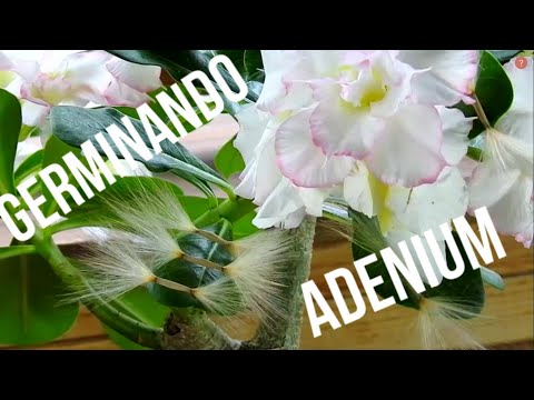 Vídeo: Reproducción De Adenium Por Semillas. Cultivo De Adenium A Partir De Semillas En Casa. Foto