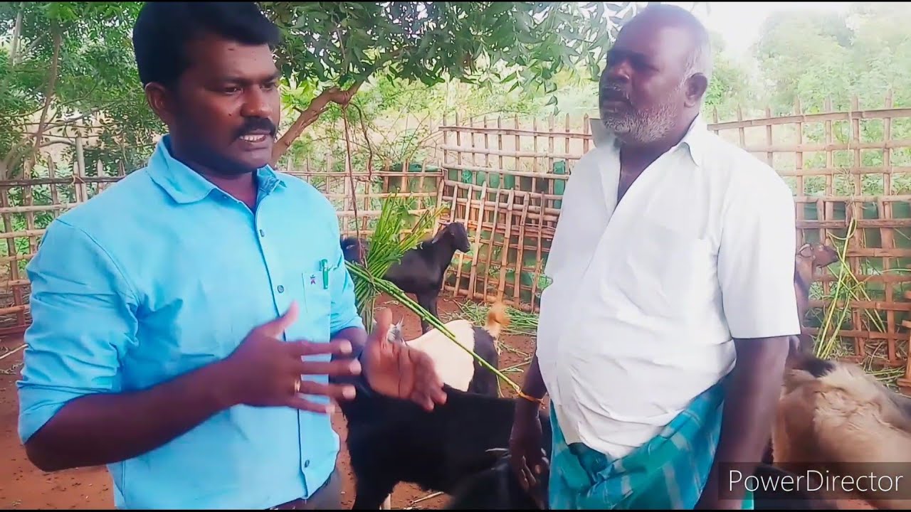 வெள்ளாட்டு கிடாய் வளர்ப்பு/ 20 கிடாய் வளர்த்தால் மாதம் 20000, 50 கிடாய்க்கு 50000. ANIMAL KINGDOMS