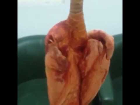 الصحه غاليه