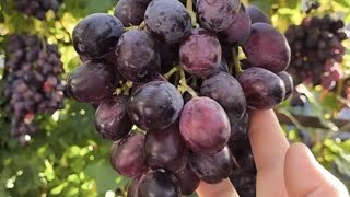 САРАЦИН, БЛОНДИН, КОНЁК - виноград селекции Калугина В.М. Виноград Тепловых.