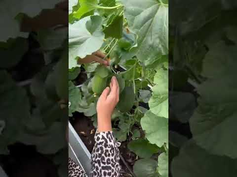 Видео: Как выращивать медовые дыни - выращивание и сбор медовых дынь