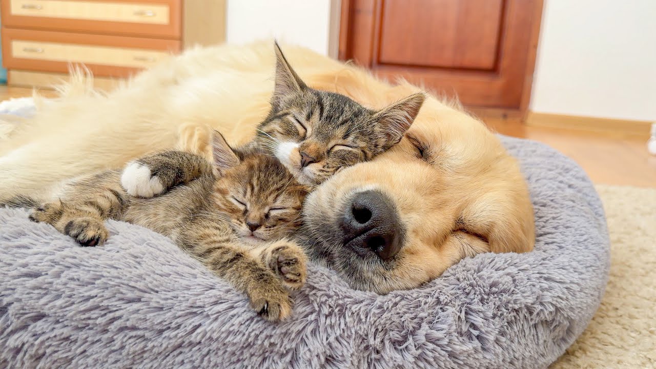 Kittens Refuse to Sleep Without Their Golden Retriever Best Friend – So Adorable!