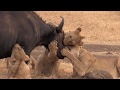 10 lions eat buffalo alive (then 4 hyenas come by) - Tanzania - Ngorongoro (HD)