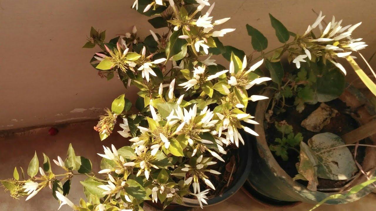 Kagada malli//kada malli//seasonal flowers in india