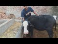 Puri breed main nili Ravi buffalo (sale) Calf female👍👍👍👍 07009492709( Pappu Sandhu line)