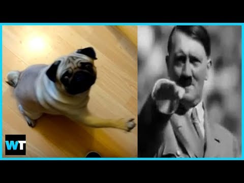 Should Count Dankula Go To Jail For NAZI DOG Video?! | What's Trending Now!