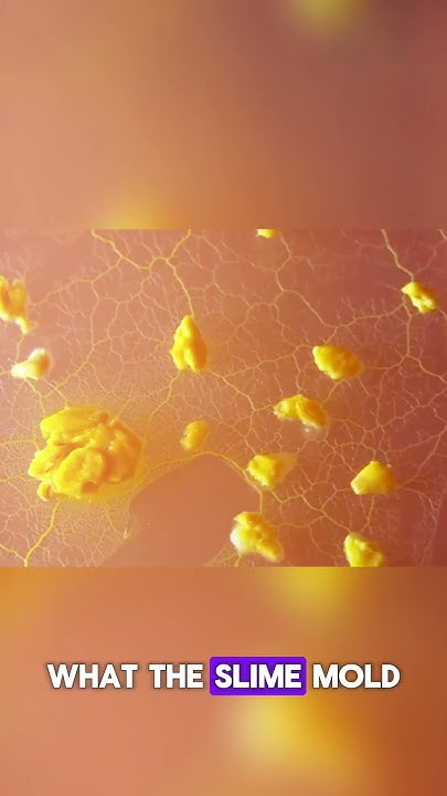 How Slime Mold Solve Complex Mazeš¤#shorts#youtubeshorts#slimemold - YouTube