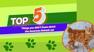 5 Things You Didn't Know About The American Bobtail Cat