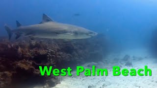 Fun Diving In West Palm Beach Florida