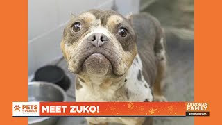 Pets on Parade (Full episode) - March 14, 2025