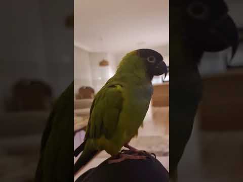 Video: A mund të flasin nanday conures?