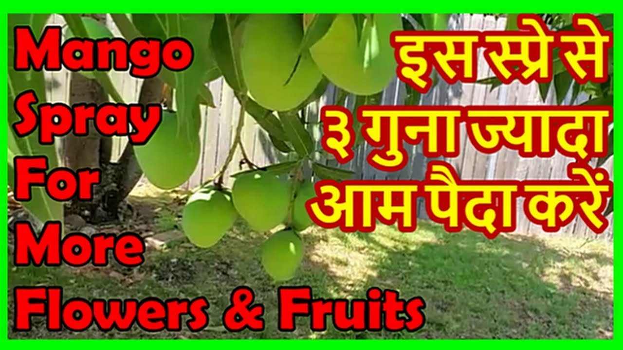 Mango Spray For 3 Times More Fruits Mango Flowering Spray YouTube
