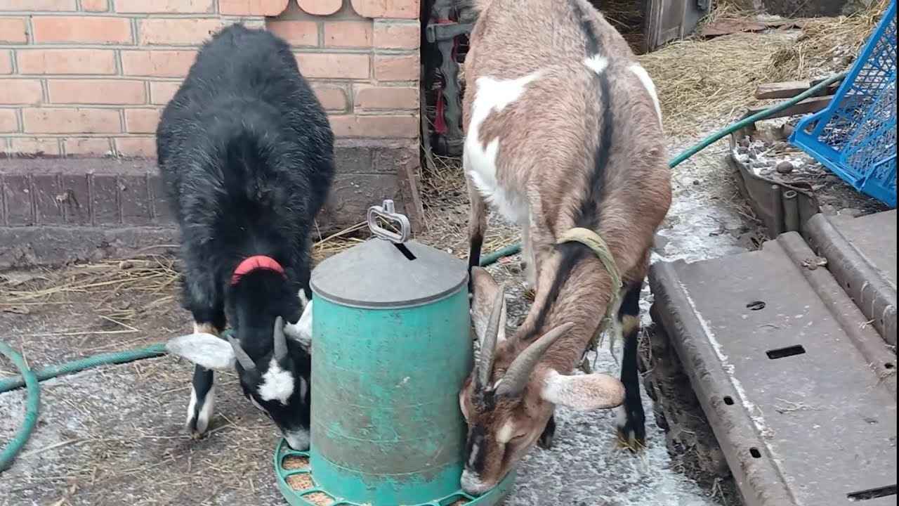 БІЗНЕС на козах, як я розбагатіла в СЕЛІ!!! Життя в Селі без фільтрів! 