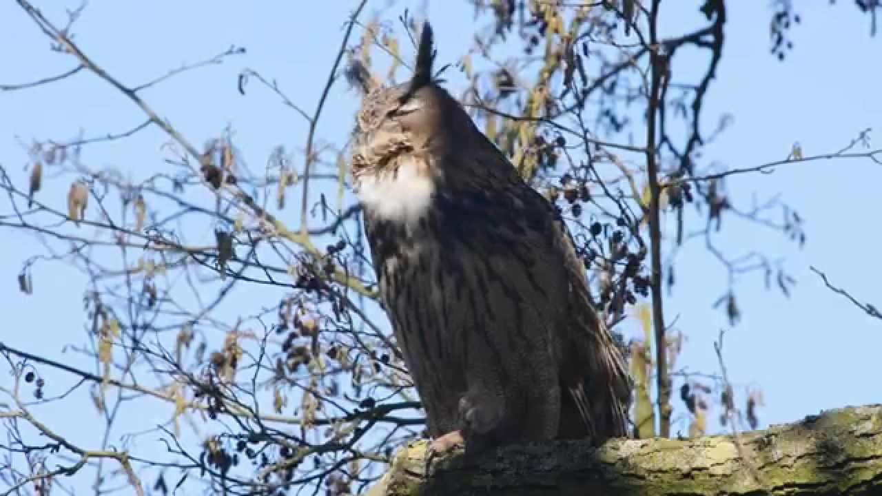 Oehoe - YouTube