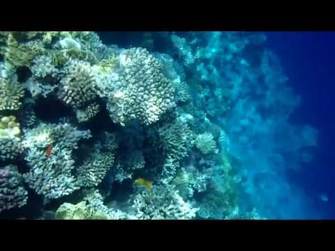 Video: Blue Hole (Rudé moře, Egypt): popis. 
