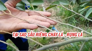 Sầu riêng bị cháy lá nguyên nhân do đâu | SIÊU THỊ CÂY GIỐNG WELOFARM