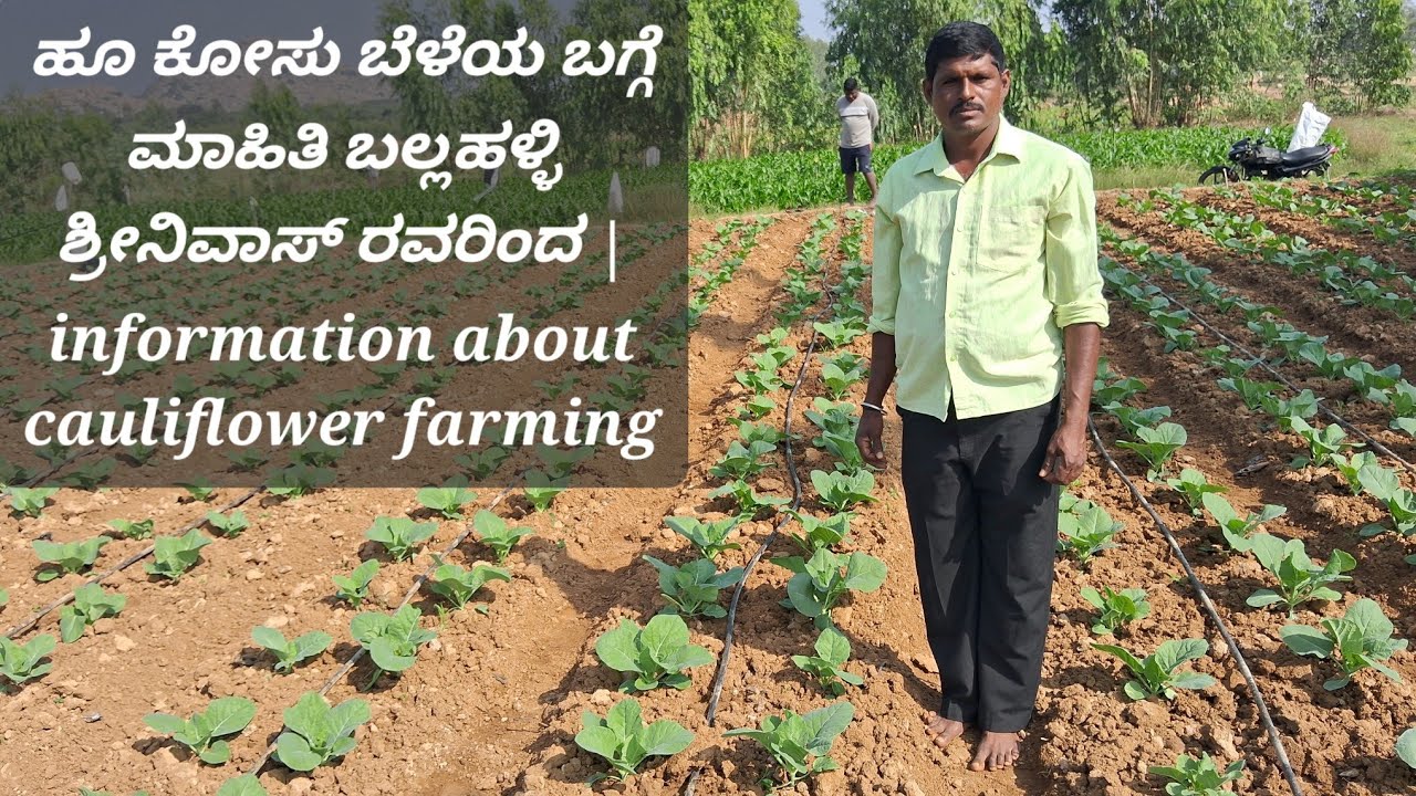 ಹೂ ಕೋಸು ಬೆಳೆಯ ಬಗ್ಗೆ ಮಾಹಿತಿ ಬಲ್ಲಹಳ್ಳಿ ಶ್ರೀನಿವಾಸ್ ರವರಿಂದ | information about cauliflower farming