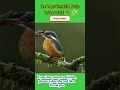 Birds Full of Love Will Make You See Nature Differently #shorts #trendingshorts #birdsong #animals