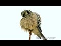 Сова ястребиная (Surnia ulula) - Northern hawk-owl | Film Studio Aves